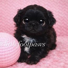 Cookies n Cream - Black and white female Shih Tzu puppy in Texas from Little Foot Paws 🐾