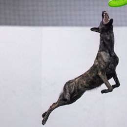 Dutch Shepherds and Mudis from Daydream Mudi