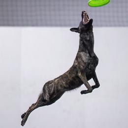 Dutch Shepherds and Mudis from Daydream Mudi