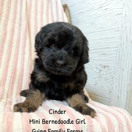 Cinder - Phantom female Bernedoodle puppy in Grove, Oklahoma from Guinn Family Farms