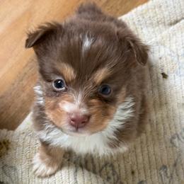 Jaks - Red tri-color male Miniature American Shepherd puppy in Gatesville, Texas from Southern Promise Aussie’s