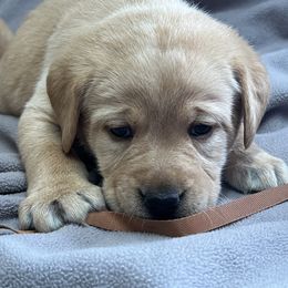 Brown Collar - Yellow female Labrador Retriever puppy in Beaverdam, Virginia from Gold Heart Labradors