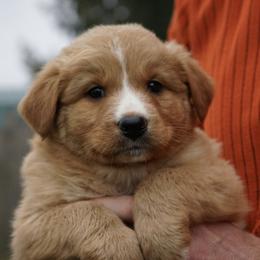 Dax - Yellow male Australian Shepherd puppy in Holmesville, Ohio from Coffee Run Spring at Miller Farms