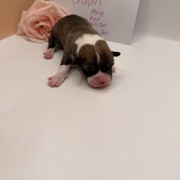 Chopin - Red male Pembroke Welsh Corgi puppy in Snellville, Georgia from Laur's Classic Corgis
