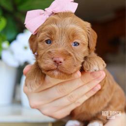 Honeycomb - Red  female Goldendoodle puppy in Salado, Texas from Red Ranch Dogs