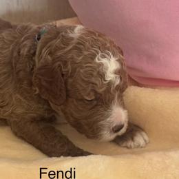 Fendi - Red  male Goldendoodle puppy in Danville, Virginia from Stella’s Stunning Goldendoodles of VA