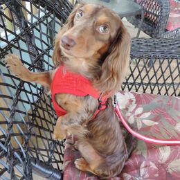Rylee - Dachshund