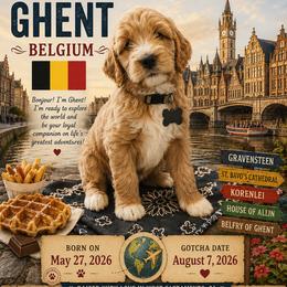 Grey Collar - Ghant (Belgium) - Apricot male Goldendoodle puppy in West Sacramento, California from Pomegranate Doodles