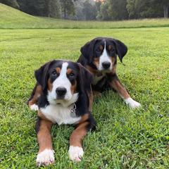Dilute Retrievers, Greater Swiss Mountain Dogs, and Labrador Retrievers from Rolling Hills Ranch and Kennels LLC