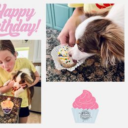 Miniature Australian Shepherd Puppies from Integrity Aussies Tx