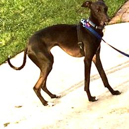 Nikki - Italian Greyhound