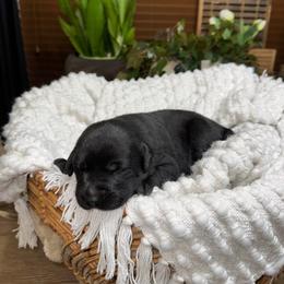 Girl 5 - female Labrador Retriever puppy in Petersboro, Utah from Chris Kolste