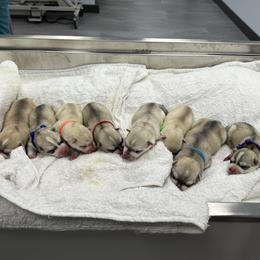 Male - Gray and white male Siberian Husky puppy in Prosper, Texas from Sibifox Siberians