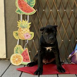 Girl 4 - Black female Cane Corso puppy in San Francisco, California from Solo Uno Cane Corso