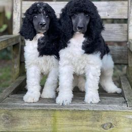 Poodle Puppies from Granny's Poodles