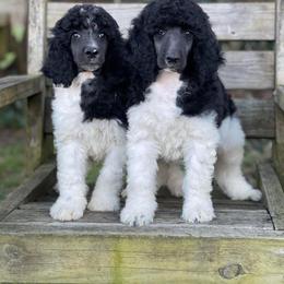 Poodle Puppies from Granny's Poodles