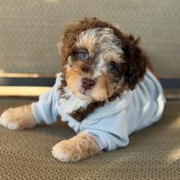 Kit Kat - Chocolate merle female Bernedoodle puppy in Richmond, Texas from Harper’s Heartbeats