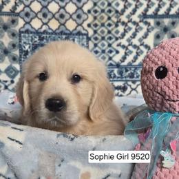 Sophie Girl 3 - Light golden female Golden Retriever puppy in Niles, Michigan from Composer Goldens