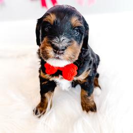 Chance - Tri-color male Bernedoodle puppy in Mahomet, Illinois from Jordan Family Doodles