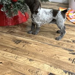 Wirehaired Pointing Griffon Puppies from High Point Griffons