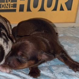 Cakes - Red Dachshund puppy in Chillicothe, Ohio from Brittney's Dachshunds