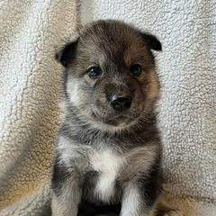 Gvtli Raccoon - female Native American Indian Dog puppy in Weedsport, New York from Paw Wow Medicine Dogs