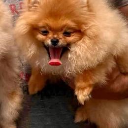 Bea - Orange sable female Pomeranian puppy in Spring Branch, Texas from Montefino Pomeranians