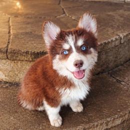 Zahara - Chocolate female Pomsky puppy in Cleveland, Ohio from Lake Point Pomskies