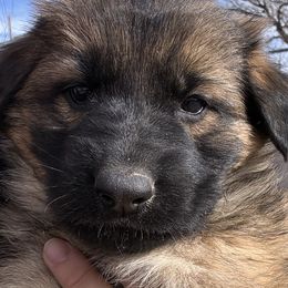 Pink - Sable German Shepherd puppy in Rio Rancho, New Mexico from Canis Empire GSD