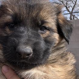Pink - Sable German Shepherd puppy in Rio Rancho, New Mexico from Canis Empire GSD