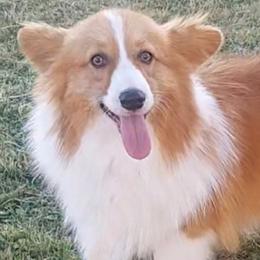 American Corgis and Pembroke Welsh Corgis from Skoal Creek Corgi's