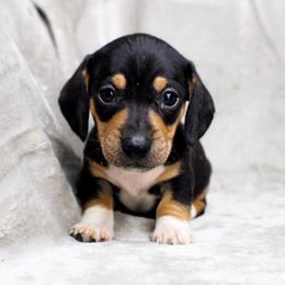 AKC Cider - Black and tan male Dachshund puppy in Christiansburg, Virginia from Little Legs Luxury Dachshunds