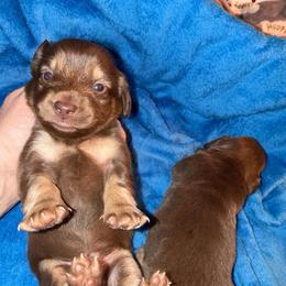 Chocolate and Tan . 1500 - Chocolate and tan male Dachshund puppy in Williston, Florida from Teenie Weenie Dachshunds