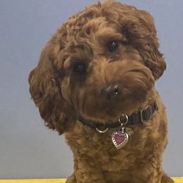 Tilley - Australian Labradoodle