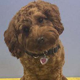 Tilley - Australian Labradoodle