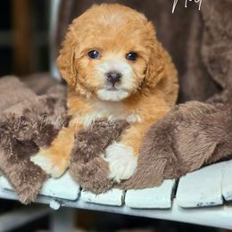 Noel - Buff and white female Cockapoo puppy in Cleveland, Georgia from Jam's Doodles And Poodles
