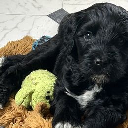 Boy 1 - Portuguese Water Dog puppy in Farmingdale, New Jersey from Blue Run PWD