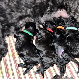 Schnoodle Puppies from Twin Lakes Schnoodles