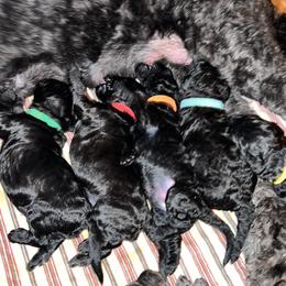 Schnoodle Puppies from Twin Lakes Schnoodles