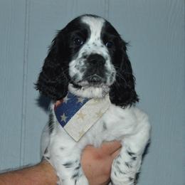 English Springer Spaniel Puppies from A & R Springers