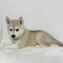 Elio      (Litter Nickname Jack) - Red and white male Siberian Husky puppy in Fairborn, Ohio from Haven of Free Spirits