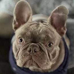 Stella Bean - French Bulldog