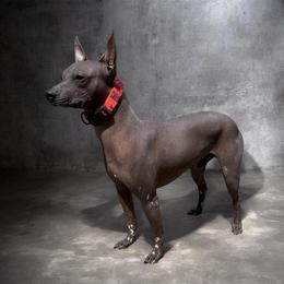 Zero - Xoloitzcuintli