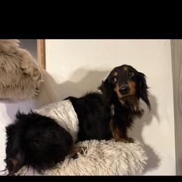Toby - Black and tan male Dachshund puppy in Maidsville, West Virginia from L&B Lowriders
