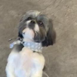 Shih Tzus from NINKENNEL
