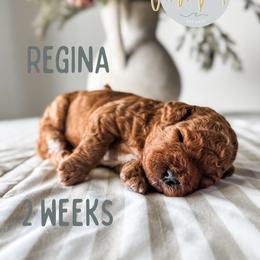 Regina - Red  female Goldendoodle puppy in Jacksonville, Florida from First Coast Goldendoodles