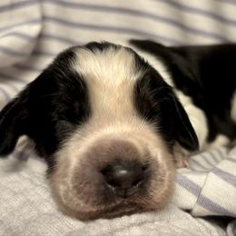 1 - Black and white male English Springer Spaniel puppy in Natural Bridge, Virginia from Sara's English Springer Spaniels