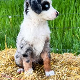 Miniature American Shepherd and Miniature Australian Shepherd Puppies from Sugartop Minis