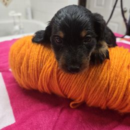 Girl 3 - female Dachshund puppy in Colorado from Keliaire Long Hair Mini Dachshunds