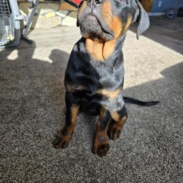 Rottweiler Puppies from Snubnose Rottweilers LLC